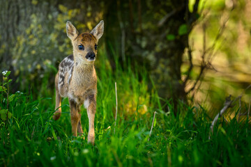 Rehkitz im Unterholz © sebgsh