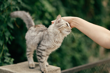 Young woman reaches out to a grey fluffy cat and pets it with her hand. Street shot.
