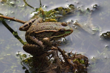 Frog in a ditch