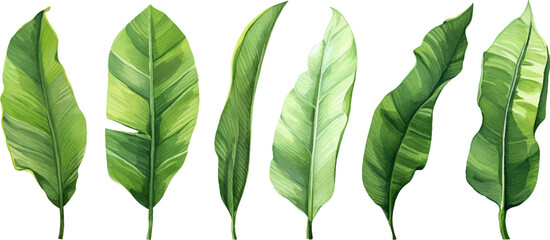 set of watercolor banana leaves on isolated white background, set tropical leaves, Tropical banana leaves set