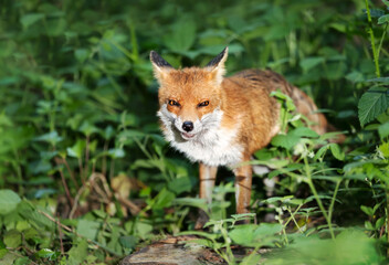 Close-up of a Red fox in a forest