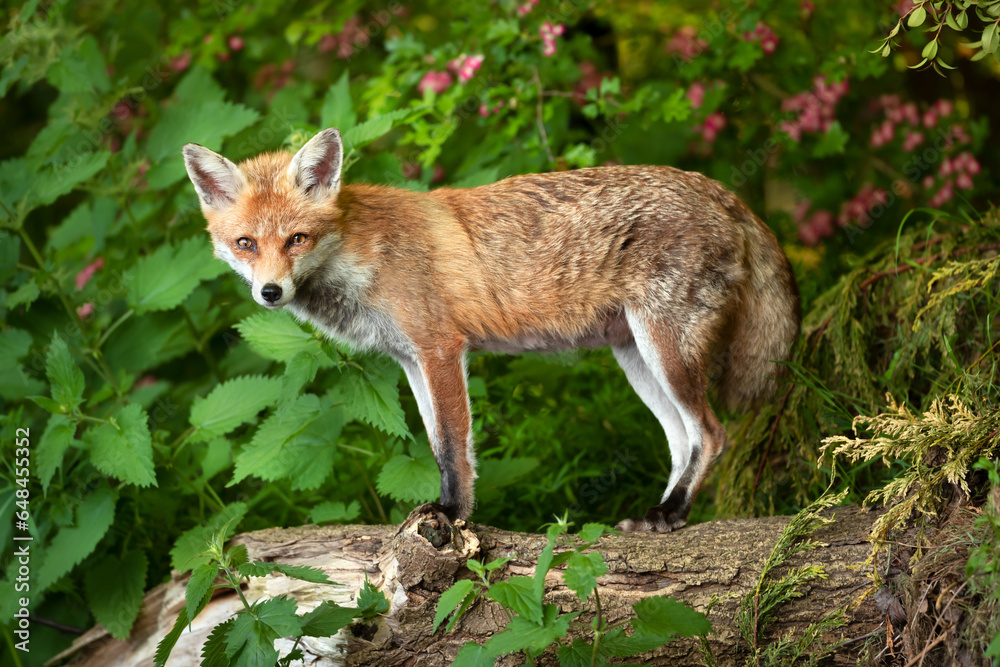 Wall mural red fox standing on a fallen tree in a forest