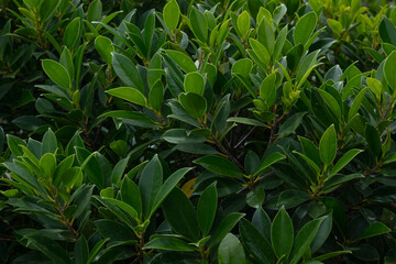 Take a wide-angle shot of the leaves filling the frame and use them as a cool-toned background.