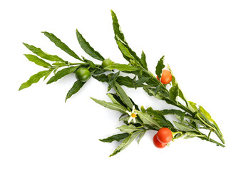 Solanum pseudocapsicum or Jerusalem cherry twig isolated on white background