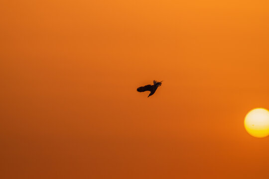 Slightly blurred silhouette of diving bird into the ocean against background of orange sunset with fog and haze. Concept of the life of wild animals in colorful and picturesque habitat conditions
