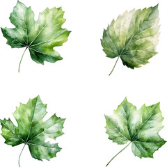 Set of watercolor green leaves isolated on white background