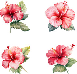 Set of hand drawn red blossom hibiscus flowers, Watercolor tropical hibiscus flower © Anasvectorpng