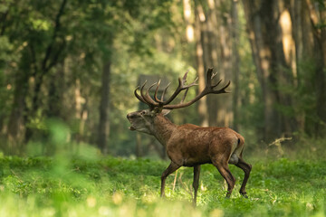 Red deer with big antlers in mating season