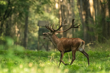 Red deer with big antlers in mating season