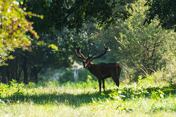 Red deer with big antlers in mating season