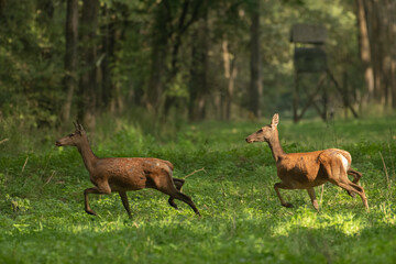 Red deer with big antlers in mating season