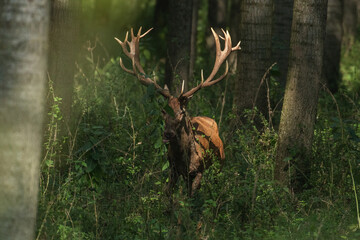 Red deer with big antlers in mating season