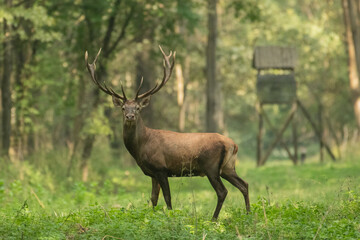 Red deer with big antlers in mating season - obrazy, fototapety, plakaty