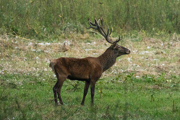 Naklejka na ściany i meble Red deer with big antlers in mating season