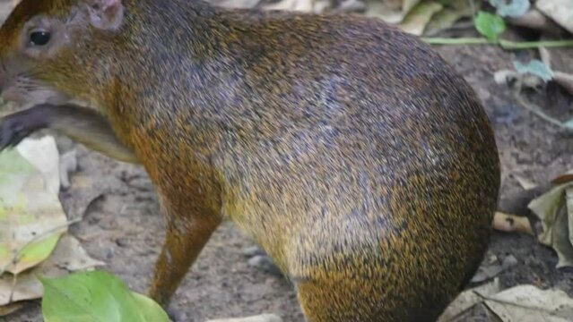 Azara's agouti Rodent. Azara's agouti is an agouti species from the family Dasyproctidae. Found in Brazil, Paraguay, and Argentina