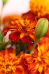 selective focus macro french marigolds flowers