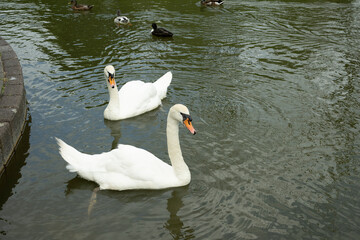 Obraz premium schwan femilie