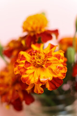 selective focus macro french marigolds