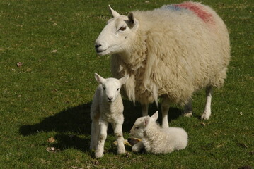 Ewe with her two lambs on a Welsh farm