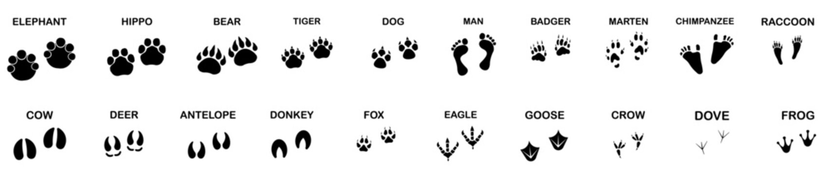 Large set of animal and bird footprints isolated on white. Vector graphics.