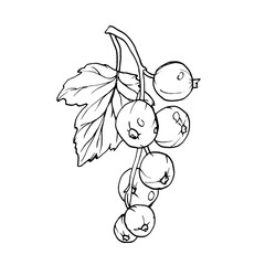 Red currant berries isolated on white background. Hand drawn vector botanical illustration. Clip art berry branches sketch. Summer fruit engraved style illustration