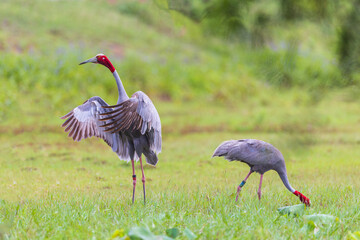 The couple Eastern Sarus Crane looking for food in the wetland.