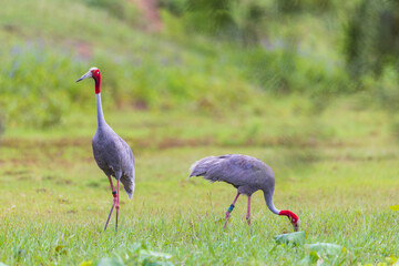 The couple Eastern Sarus Crane looking for food in the wetland.