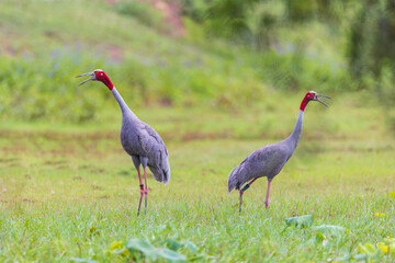 The couple Eastern Sarus Crane looking for food in the wetland.