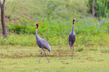 The couple Eastern Sarus Crane looking for food in the wetland.