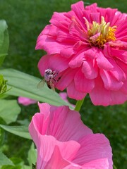 bee on pink flower