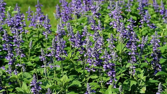 Footage of field of blooming Lavenders with a swarm of bees collecting nectar