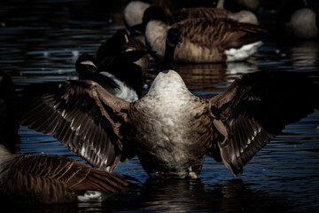 A beautiful animal portrait of a Canadian Goose on a lake