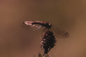 A beautiful closeup of an isolated Dragonfly