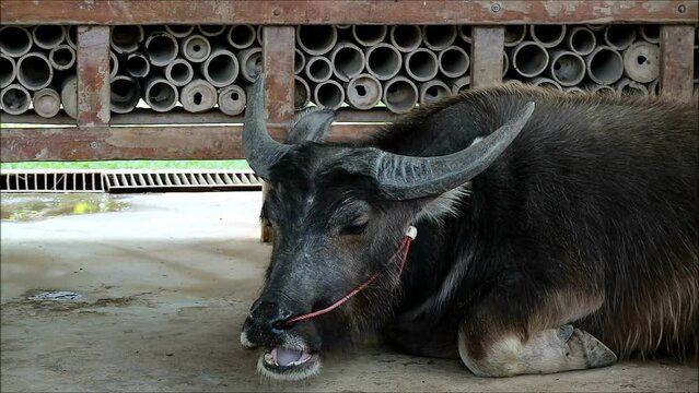 Footage of a Dwarf Buffalo Chewing the Cud in a Barn