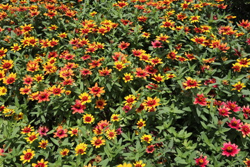 red and yellow flowers
