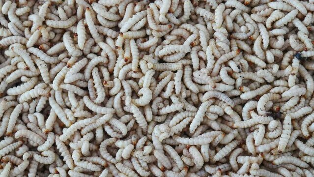 Live bamboo worms close up, worms background, multitude of active worms
