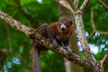 Mongoose lemur, Eulemur mongoz, in Moheli, Comoros