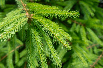 Beautiful green pine tree branch. Nature concept.