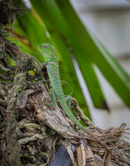 a baby Green tree Dragon seen climbing a tree looking for food