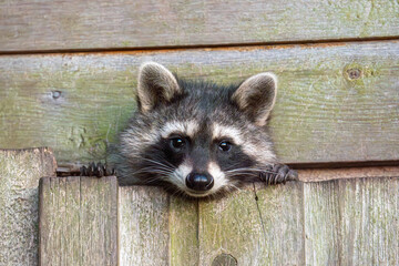 A cute little racccoon looking out of a wooden hut