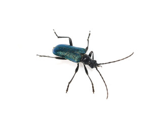 The longhorn beetle Gaurotes virginea on white background