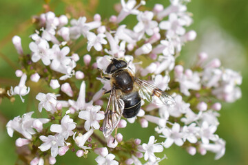 The spot-winged drone fly Eristalis rupium female on flower
