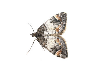 Naklejka premium common marbled carpet moth Dysstroma truncata on white background