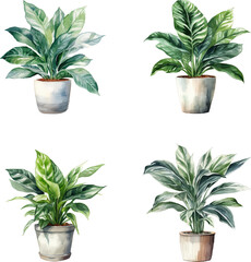 set of watercolor illustrations of house plants in pots