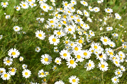 Scentless false mayweed Tripleurospermum inodorum wildflower field
