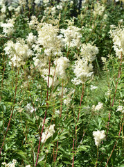 Meadowsweet Filipendula ulmaria  flowering in a wildflower field