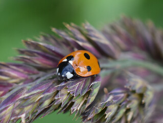 Sevenspotted ladybird coccinella septempunctata on a grass straw