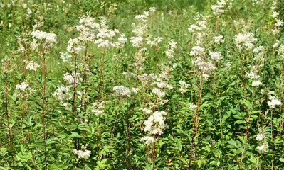 Meadowsweet Filipendula ulmaria  flowering in a wildflower field