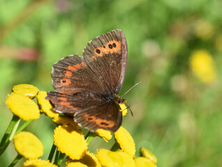 The Arran brown butterfly Erebia ligea sitting on a yellow flower