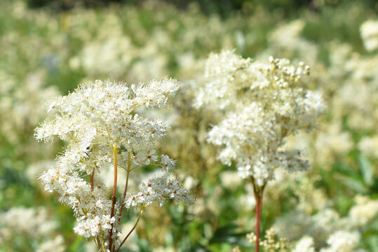 Meadowsweet Filipendula ulmaria  flowering in a wildflower field
